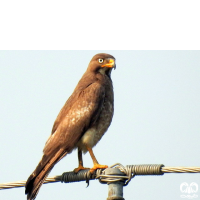 گونه سارگپه چشم سفید White-eyed Buzzard